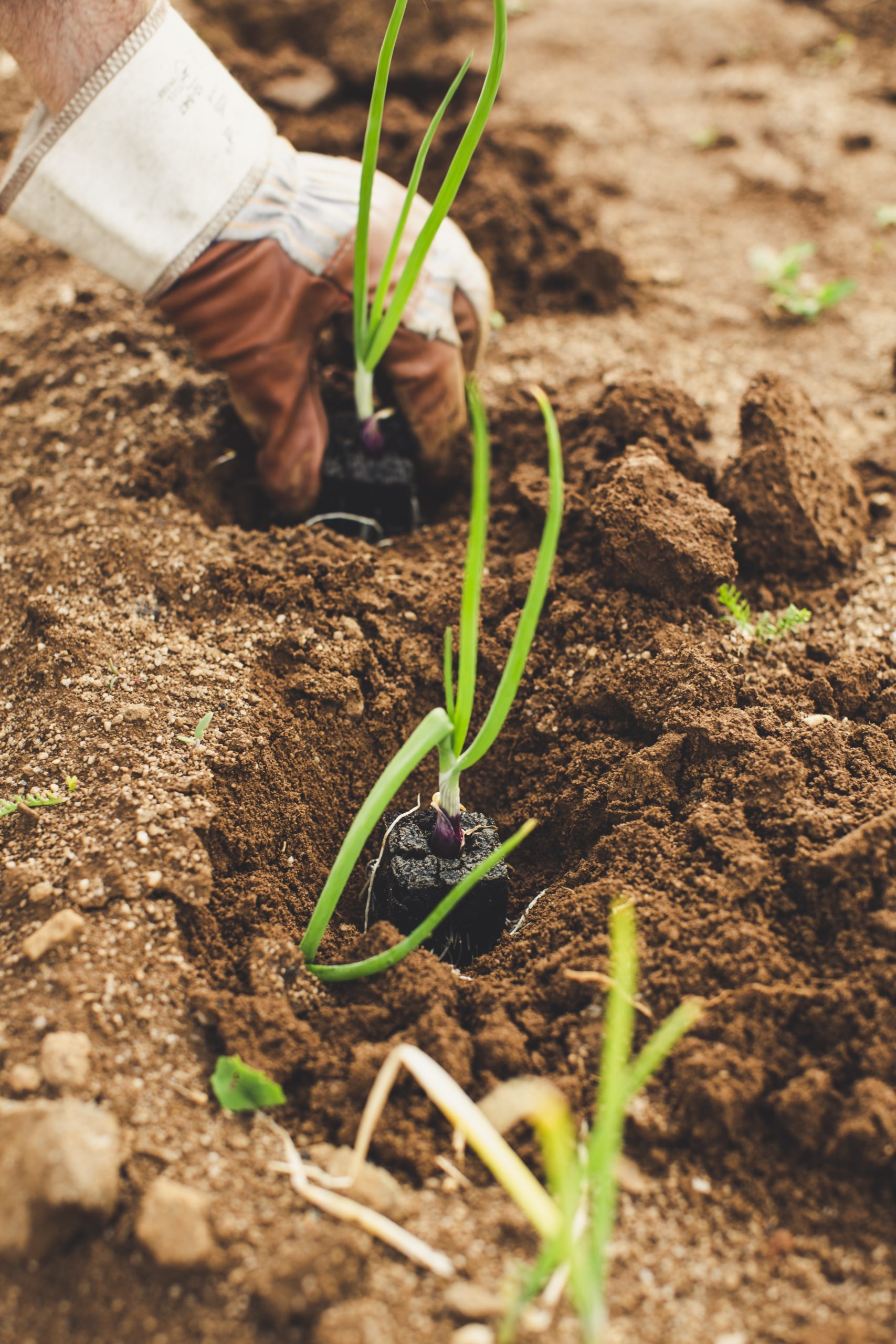 Cursus Duurzame Landbouwtechnieken: Leer de Beginselen van Groene Landbouw!